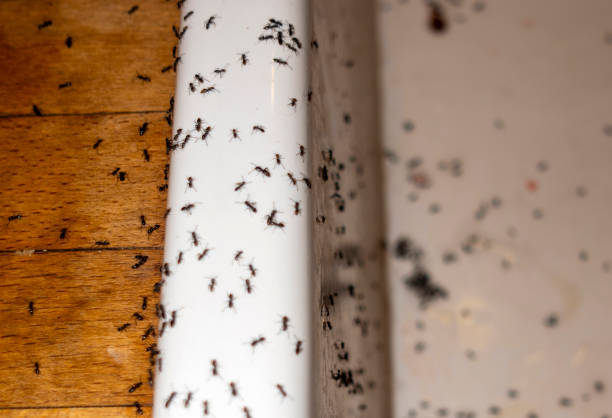 Best Best Pest Control Companies  in Melbourne, AR