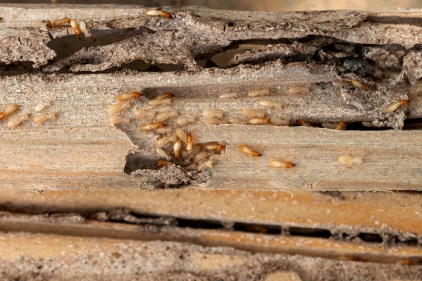 Best Rat Extermination Near Me  in Melbourne, AR