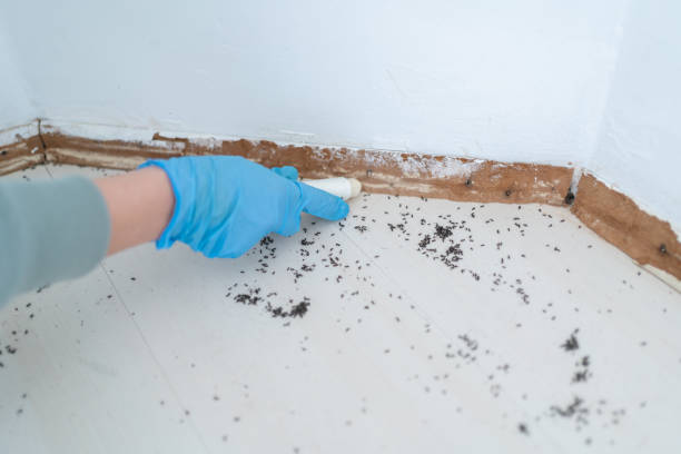 Best Ant Control Services  in Melbourne, AR